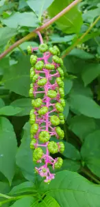 Annelies 08 Westerse Karmozijnbes